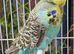 Various Quality Beautiful Budgies