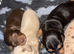 Kc Long haired dachunds