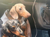 Mapple dach black & brown