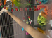 PawHut 2 in 1 cage and two budgie’s