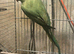 1 pair of Indian ringneck parrots