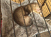 Ferret