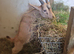 Young Goat Kids Available