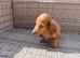 KC REG Long Haired Miniature Dachshunds