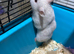 Syrian Hamster Baby females