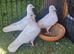 Garden pigeons