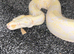 Albino boa