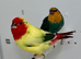 Beautiful pair of pied parrot finches for sale