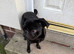 Male pug for sale