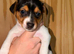 Gorgeous Litter Of Traditional Jack Russell Puppies 4 Boys 1 Girl