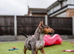 Exotic Miniature Bullterrier Puppies