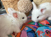 Angora Full Face pure bred