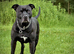 American Staffy