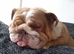 Beautifull Female English Bulldog