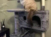 Male seal point ragdoll for sale