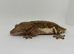 Phantom lilly white 66% het axanthic male crested gecko