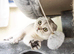 Scottish Fold Female/sterilized