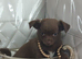 Tiny chihuahua puppies