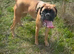 Stunning 15 Month Boxer Bitch