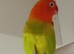 Dilute Opaline Fischer's lovebirds