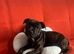 Puppies for sale