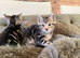 1 male bengal left