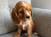 Health tested cavalier King Charles