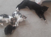 Three mixed breed kittens