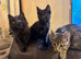 Beautiful brother and sister kittens