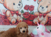 Miniature Poodle.