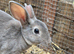 2 mini rex boys
