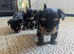3 Beautiful Boy Yorkshire Terrier Puppies Ready for Loving Homes