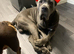 Cane Corso Stud import with KC &pound;500