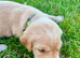 Labrador retriever puppies