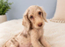 Labradoodle puppies