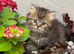 Pedigree British Shorthair
