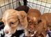 Working Cocker Spaniel Puppies &ndash; 2 Boys From litter of 6 Available