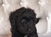 Beautiful Cavapoos