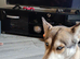 Siberian husky