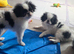 Beautiful Japanese Chin puppies