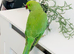 Stunning young Indian ringnick parrot