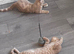 Ginger tabby female looking for forever home