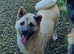 Female akita