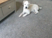 Jack Russell