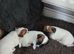 JACK RUSSELL PUPPIES