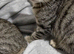 3 beautiful British Shorhair kittens