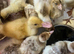 3x week old Aylesbury ducklings