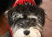 Black & silver KC miniature schnauzer stud