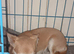 female adult chihuahua