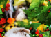Rare Colour Yorkshire Terriers IHR DNA Tested